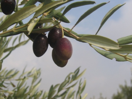 olivier-de-palestine